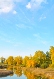 A calm landscape